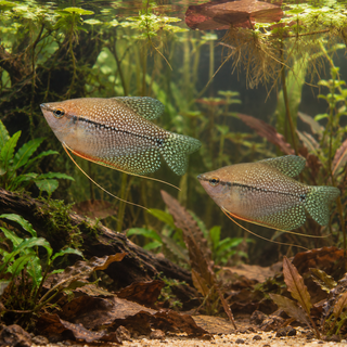 Pearl Gourami 