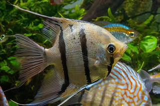 Peruvian Altum Angelfish Pterophyllum Scalare 5cm.