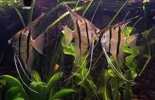 Peruvian Altum Angelfish Pterophyllum Scalare 5cm.