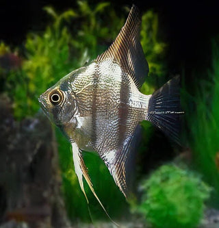 Peruvian Altum Angelfish Pterophyllum Scalare 5cm.