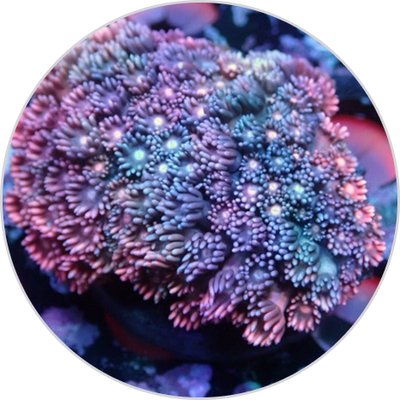 Goniopora