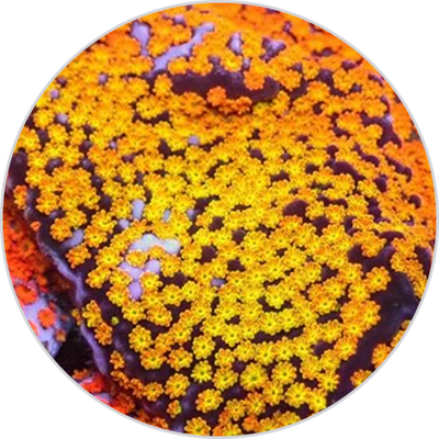 Montipora