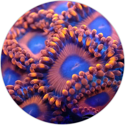Zoas