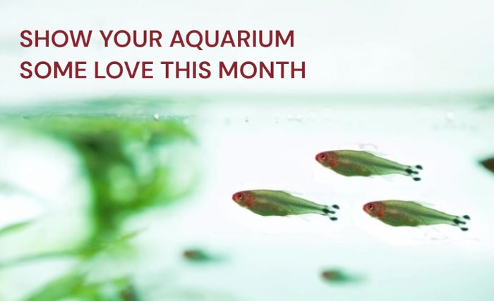 February Offers