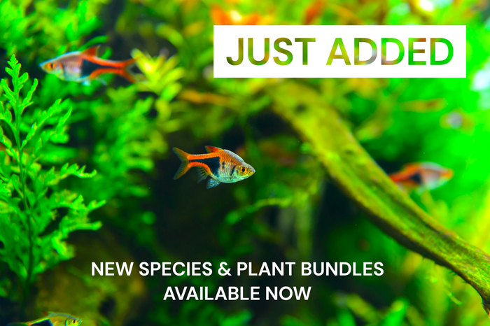 Live Aquarium Plants