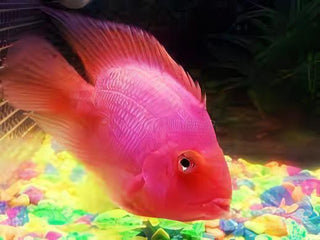 Pink Parrot Fish Hybrid Amphilophus citrinellus × Vieja melanurus 5cm.