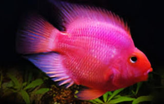 Pink Parrot Fish Hybrid Amphilophus citrinellus × Vieja melanurus 5cm.