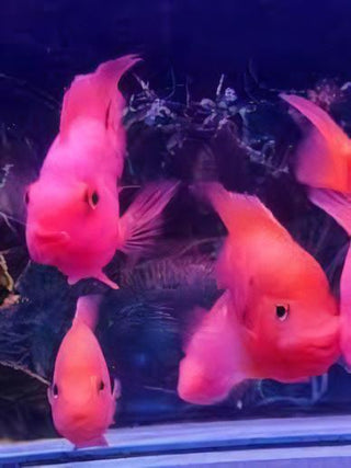Pink Parrot Fish Hybrid Amphilophus citrinellus × Vieja melanurus 5cm.