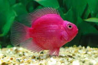 Pink Parrot Fish Hybrid Amphilophus citrinellus × Vieja melanurus 5cm.