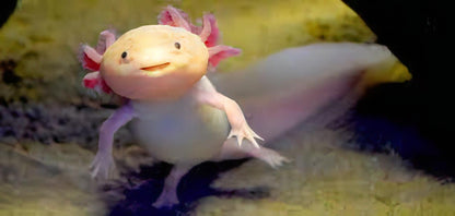 Leucistic Pink Black Eye Axolotl Ambystoma Mexicanum.