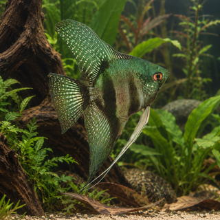 Pinoy Green Ghost Angelfish