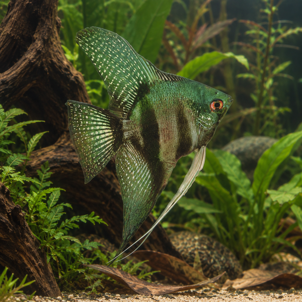 Pinoy Green Ghost Angelfish