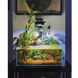 Illumagic Pixel Freshwater LED.