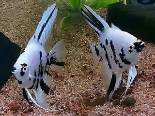 Platinum Marbled Angelfish Pterophyllum Scalare 5cm.