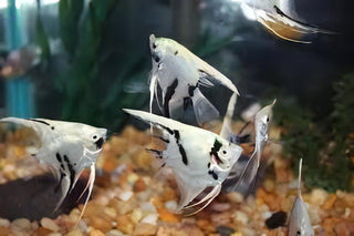 Platinum Marbled Angelfish Pterophyllum Scalare 5cm.