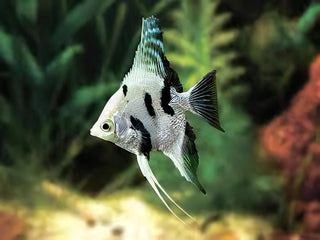 Platinum Marbled Angelfish Pterophyllum Scalare 5cm.