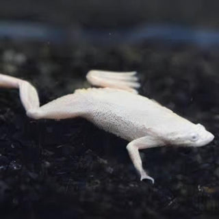 Platinum African Dwarf Frog Hymenochirus Boettgeri 3cm.