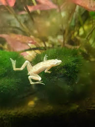 Platinum African Dwarf Frog Hymenochirus Boettgeri 3cm.