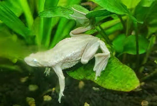 Platinum African Dwarf Frog Hymenochirus Boettgeri 3cm.