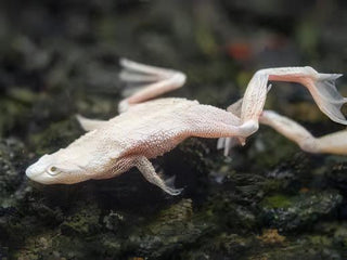 Platinum African Dwarf Frog Hymenochirus Boettgeri 3cm.