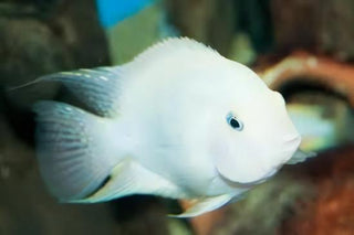 Platinum Snow White Parrot Fish Amatitlania x Cichlasoma Nigrofasciatus 4cm.
