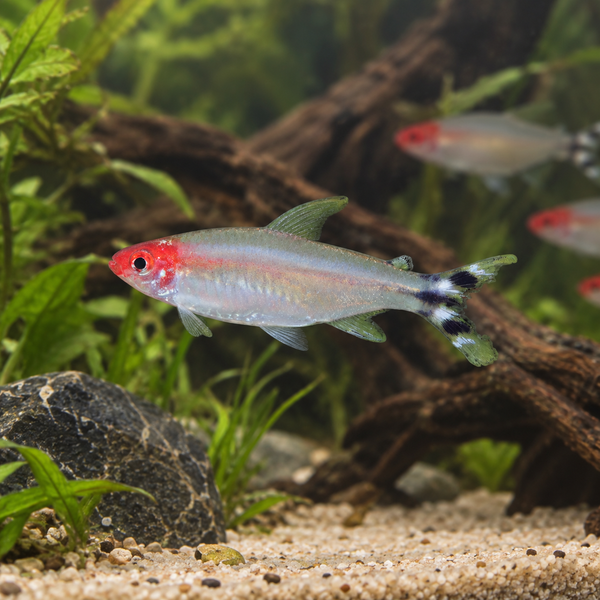 Platinum Diamond Rummy Nose Tetra