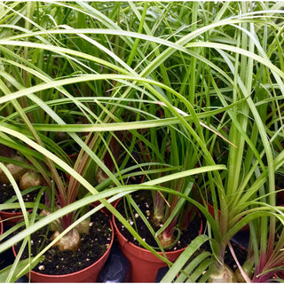 Ponytail palm (Nolina recurvata)
