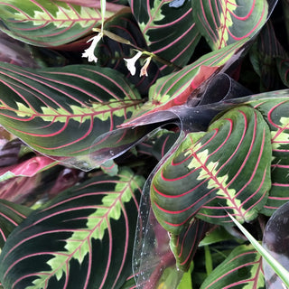 Prayer Plant (Maranta leuconeura)