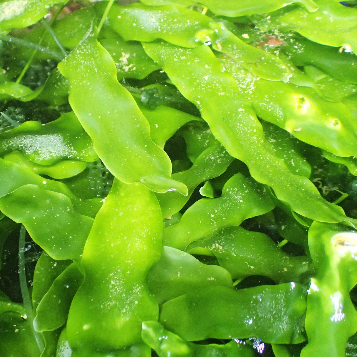 UK Grown Caulerpa Prolifera Algae