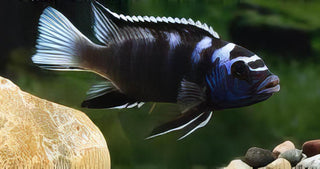 Pseudotropheus Acei White Tail Malawi African Cichlid.