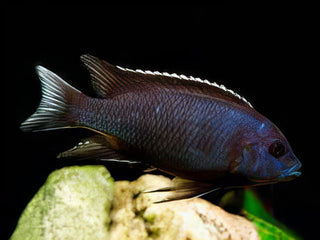 Pseudotropheus Acei White Tail Malawi African Cichlid.