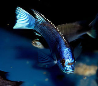 Pseudotropheus Acei White Tail Malawi African Cichlid.
