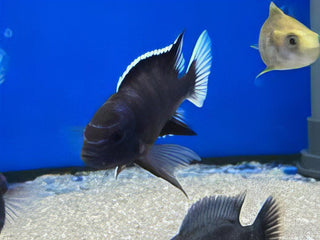 Pseudotropheus Acei White Tail Malawi African Cichlid.