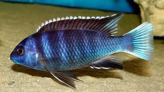 Pseudotropheus Acei White Tail Malawi African Cichlid.