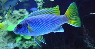 Pseudotropheus Acei Yellow Tail Malawi African Cichlid.
