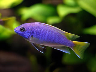Pseudotropheus Acei Yellow Tail Malawi African Cichlid.