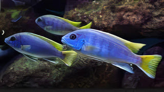 Pseudotropheus Acei Yellow Tail Malawi African Cichlid.