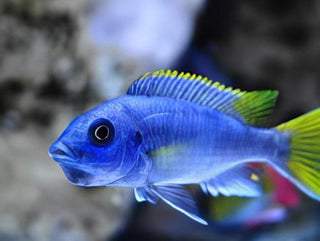 Pseudotropheus Acei Yellow Tail Malawi African Cichlid.