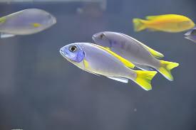 Pseudotropheus Acei Yellow Tail Malawi African Cichlid.