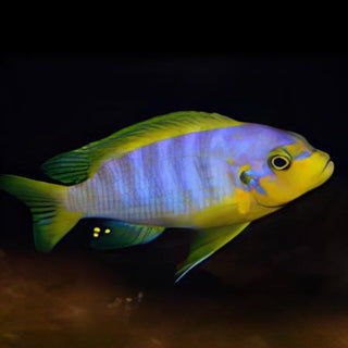 Pseudotropheus Aurora Malawi African Cichlid.