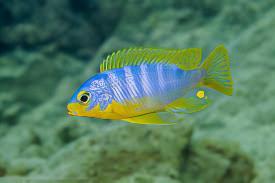 Pseudotropheus Aurora Malawi African Cichlid.