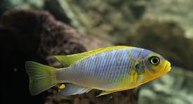 Pseudotropheus Aurora Malawi African Cichlid.