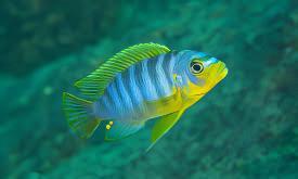 Pseudotropheus Aurora Malawi African Cichlid.