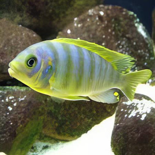 Pseudotropheus Aurora Malawi African Cichlid.