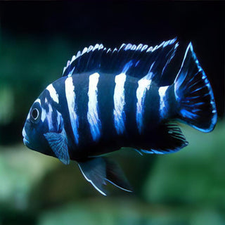 Pseudotropheus Demasoni Malawi African Cichlid.