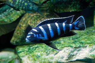Pseudotropheus Demasoni Malawi African Cichlid.