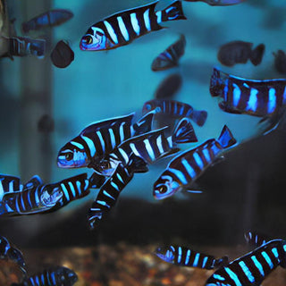 Pseudotropheus Demasoni Malawi African Cichlid.
