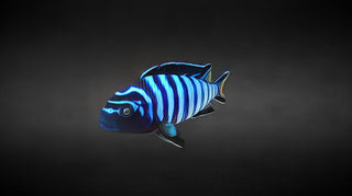 Pseudotropheus Demasoni Malawi African Cichlid.