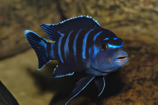 Pseudotropheus Demasoni Malawi African Cichlid.