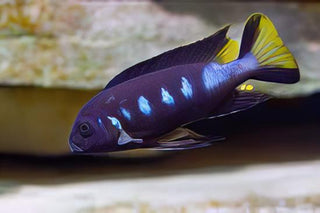 Pseudotropheus Elongatus Chewere Malawi African Cichlid.